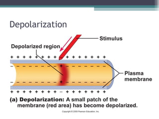 Depolarization
 