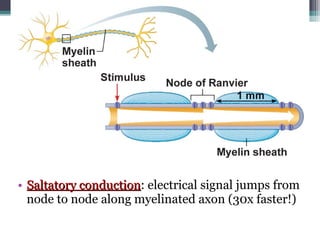 • Saltatory conductionSaltatory conduction: electrical signal jumps from
node to node along myelinated axon (30x faster!)
 