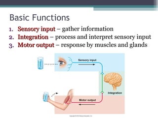 Basic Functions
1.1. Sensory inputSensory input – gather information
2.2. IntegrationIntegration – process and interpret sensory input
3.3. Motor outputMotor output – response by muscles and glands
 