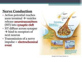 Nerve Conduction
• Action potential reaches
axon terminal  vesicles
release neurotransmittersneurotransmitters
(NT)(NT) into synaptic cleftsynaptic cleft
• NT diffuse across synapse
 bind to receptors of
next neuron
• Transmission of a nerve
impulse = electrochemicalelectrochemical
eventevent
 