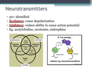 Neurotransmitters
• 50+ identified
• ExcitatoryExcitatory: cause depolarization
• InhibitoryInhibitory: reduce ability to cause action potential
• Eg. acetylcholine, serotonin, endorphins
 