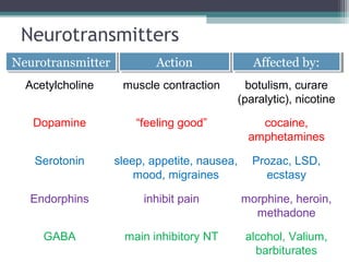 Neurotransmitters
NeurotransmitterNeurotransmitter ActionAction Affected by:Affected by:
Acetylcholine muscle contraction botulism, curare
(paralytic), nicotine
Dopamine “feeling good” cocaine,
amphetamines
Serotonin sleep, appetite, nausea,
mood, migraines
Prozac, LSD,
ecstasy
Endorphins inhibit pain morphine, heroin,
methadone
GABA main inhibitory NT alcohol, Valium,
barbiturates
 