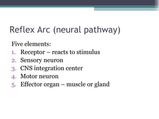 Reflex Arc (neural pathway)
Five elements:
1. Receptor – reacts to stimulus
2. Sensory neuron
3. CNS integration center
4. Motor neuron
5. Effector organ – muscle or gland
 