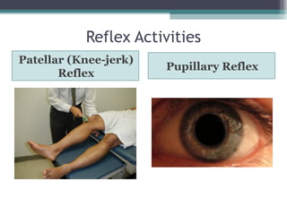 Reflex Activities
Patellar (Knee-jerk)
Reflex
Pupillary Reflex
 