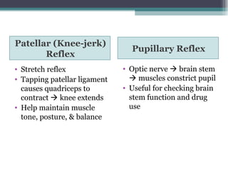 Patellar (Knee-jerk)
Reflex
Pupillary Reflex
• Stretch reflex
• Tapping patellar ligament
causes quadriceps to
contract  knee extends
• Help maintain muscle
tone, posture, & balance
• Optic nerve  brain stem
 muscles constrict pupil
• Useful for checking brain
stem function and drug
use
 