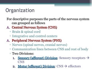 Organization
For descriptive purposes the parts of the nervous systemFor descriptive purposes the parts of the nervous system
can grouped as followscan grouped as follows
A.A. Central Nervous System (CNS)Central Nervous System (CNS)
▫ Brain & spinal cord
▫ Integrative and control centers
A.A. Peripheral Nervous System (PNS)Peripheral Nervous System (PNS)
▫ Nerves (spinal nerves, cranial nerves)
▫ Communication lines between CNS and rest of body
▫ Two Divisions:Two Divisions:
1.1. Sensory (afferent) DivisionSensory (afferent) Division: Sensory receptors 
CNS
2.2. Motor (efferent) DivisionMotor (efferent) Division: CNS  effectors
 