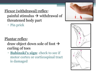 Flexor (withdrawal) reflex:
painful stimulus  withdrawal of
threatened body part
▫ Pin prick
Plantar reflex:
draw object down sole of foot 
curling of toes
▫ Babinski’s sign: check to see if
motor cortex or corticospinal tract
is damaged
 