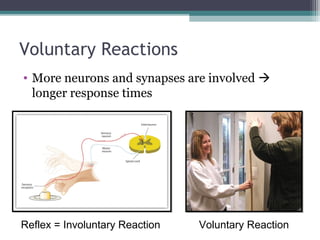 Voluntary Reactions
• More neurons and synapses are involved 
longer response times
Reflex = Involuntary Reaction Voluntary Reaction
 