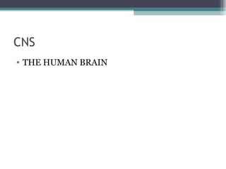 CNS
• THE HUMAN BRAIN
 