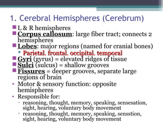 1. Cerebral Hemispheres (Cerebrum)
L & R hemispheres
Corpus callosum: large fiber tract; connects 2
hemispheres
Lobes: major regions (named for cranial bones)
 ParietalParietal, frontalfrontal, occipitaloccipital, temporaltemporal
Gyri (gyrus) = elevated ridges of tissue
Sulci (sulcus) = shallow grooves
Fissures = deeper grooves, separate large
regions of brain
• Motor & sensory function: opposite
hemispheres
• Responsible for:
▫ reasoning, thought, memory, speaking, sensesation,
sight, hearing, voluntary body movement
▫ reasoning, thought, memory, speaking, sensstion,
sight, hearing, voluntary body movement
 
