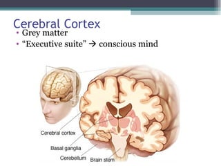 Cerebral Cortex
• Grey matter
• “Executive suite”  conscious mind
 