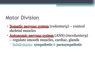 Motor Division
• Somatic nervous systemSomatic nervous system (voluntary) – control
skeletal muscles
• Autonomic nervous systemAutonomic nervous system (ANS) (involuntary)
– regulate smooth muscles, cardiac, glands
▫ Subdivisions: sympatheticsympathetic & parasympatheticparasympathetic
 