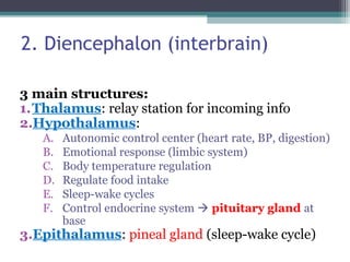 2. Diencephalon (interbrain)
3 main structures:
1.Thalamus: relay station for incoming info
2.Hypothalamus:
A. Autonomic control center (heart rate, BP, digestion)
B. Emotional response (limbic system)
C. Body temperature regulation
D. Regulate food intake
E. Sleep-wake cycles
F. Control endocrine system  pituitary gland at
base
3.Epithalamus: pineal gland (sleep-wake cycle)
 