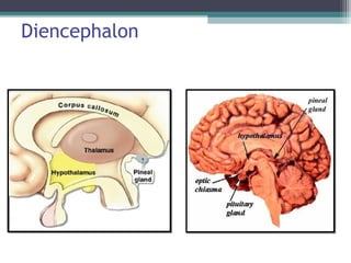 Diencephalon
 