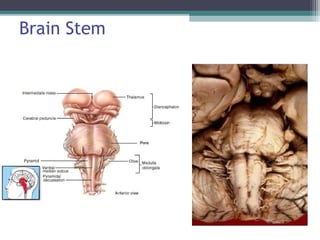 Brain Stem
 
