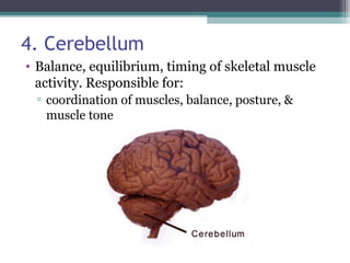 4. Cerebellum
• Balance, equilibrium, timing of skeletal muscle
activity. Responsible for:
▫ coordination of muscles, balance, posture, &
muscle tone
 