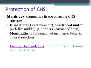 Protection of CNS
• Meninges: connective tissue covering CNS
structures
▫ Dura mater (leathery outer), arachnoid mater
(web-like middle), pia mater (surface of brain)
▫ Meningitis: inflammation of meninges; bacterial
or viral infection
▫ Lumbar (spinal) tap – test for infection, tumors,
multiple sclerosis
 