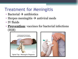 Treatment for Meningitis
• Bacterial  antibiotics
• Herpes meningitis  antiviral meds
• IV fluids
• Prevention: vaccines for bacterial infections
(HiB)
 