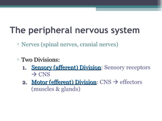 The peripheral nervous system
▫ Nerves (spinal nerves, cranial nerves)
▫ Two Divisions:Two Divisions:
1.1. Sensory (afferent) DivisionSensory (afferent) Division: Sensory receptors
 CNS
2.2. Motor (efferent) DivisionMotor (efferent) Division: CNS  effectors
(muscles & glands)
 