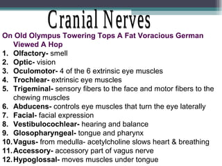 On Old Olympus Towering Tops A Fat Voracious German
Viewed A Hop
1. Olfactory- smell
2. Optic- vision
3. Oculomotor- 4 of the 6 extrinsic eye muscles
4. Trochlear- extrinsic eye muscles
5. Trigeminal- sensory fibers to the face and motor fibers to the
chewing muscles
6. Abducens- controls eye muscles that turn the eye laterally
7. Facial- facial expression
8. Vestibulocochlear- hearing and balance
9. Glosopharyngeal- tongue and pharynx
10.Vagus- from medulla- acetylcholine slows heart & breathing
11.Accessory- accessory part of vagus nerve
12.Hypoglossal- moves muscles under tongue
 