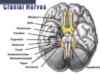 Olfactory
Optic
Oculomotor
Trochlear
Trigeminal
Abducens
Vestibulocochlear
Glossopharyngeal
Vagus
Accessory Hypoglossa
Facial
 