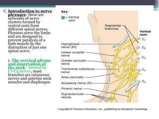 C. Introduction to nerve
plexuses- these are
networks of nerve
clusters formed by
ventral rami from
different spinal nerves.
Plexuses serve the limbs
and are designed to
prevent paralysis of a
limb muscle by the
distruction of just one
spinal nerve.
1. The cervical plexus
and innervation of
the neck- formed by
C1-C4 nerves, most
branches are cutaneous
nerves and anterior neck
muscles and diaphragm.
 