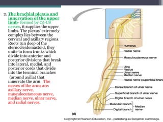 2. The brachial plexus and
innervation of the upper
limb- formed by C5-C8
nerves, it supplies the upper
limbs. The plexus’ extremely
complex lies between the
cervical and axillary regions.
Roots run deep of the
sternocleidomastoid, they
unite to form trunks which
divide into anterior and
posterior divisions that break
into lateral, medial, and
posterior cords that divide
into the terminal branches
(around axilla) that
innervate the arm The
nerves of the arms are:
axillary nerve,
musculocutaneous nerve,
median nerve, ulnar nerve,
and radial nerves.
 