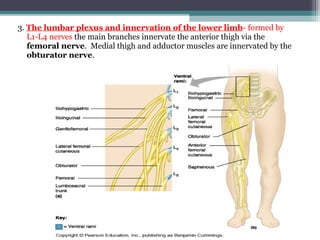 3. The lumbar plexus and innervation of the lower limb- formed by
L1-L4 nerves the main branches innervate the anterior thigh via the
femoral nerve. Medial thigh and adductor muscles are innervated by the
obturator nerve.
 