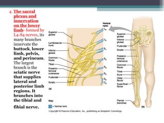 4. The sacral
plexus and
innervation
on the lower
limb- formed by
L4-S4 nerves, its
many branches
innervate the
buttock, lower
limb, pelvis,
and perineum.
The largest
branch is the
sciatic nerve
that supplies
lateral and
posterior limb
regions. It
branches into
the tibial and
fibial nerve.
 