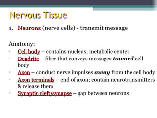 Nervous TissueNervous Tissue
1.1. NeuronsNeurons (nerve cells) - transmit message
Anatomy:
▫ Cell bodyCell body – contains nucleus; metabolic center
▫ DendriteDendrite – fiber that conveys messages toward cell
body
▫ AxonAxon – conduct nerve impulses away from the cell body
▫ Axon terminalsAxon terminals – end of axon; contain neurotransmitters
& release them
▫ Synaptic cleft/synapseSynaptic cleft/synapse – gap between neurons
 