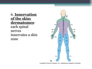 6. Innervation
of the skin:
dermatomes-
each spinal
nerves
innervates a skin
zone
 