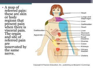 • A map of
referred pain:
these are skin
or body
regions that
present pain
when there is
visceral pain.
The organ
and site of
referred pain
are
innervated by
the same
nerve.
 