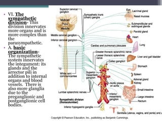 • VI. The
sympathetic
division- This
division innervates
more organs and is
more complex than
the
parasympathetic.
• A. basic
organization-
The sympathetic
system innervates
the integument: its
glands and the
arrector pili in
addition to internal
organs and blood
vessels. There is
also more glanglia
due to the
preganglionic and
postganglionic cell
bodies.
 