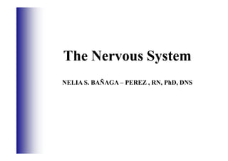 The Nervous System
NELIA S. BAÑAGA – PEREZ , RN, PhD, DNS
 