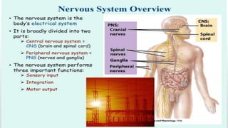 NERVOUS SYSTEM ANATOMY AND PHYSIOLOGY  2 SLIDESHARE share 