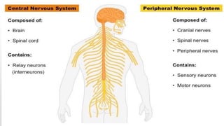 NERVOUS SYSTEM ANATOMY AND PHYSIOLOGY  2 SLIDESHARE share 
