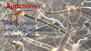 Functions

sensory function

interpretative function

motor function
 