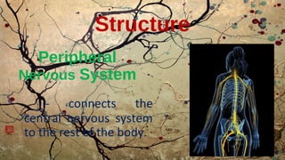Peripheral
Nervous System
- connects the
central nervous system
to the rest of the body.
Structure
 