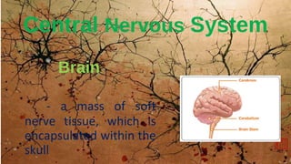 Brain
- a mass of soft
nerve tissue, which is
encapsulated within the
skull
Central Nervous System
 