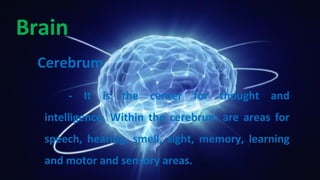 Brain
Cerebrum
- It is the center for thought and
intelligence. Within the cerebrum are areas for
speech, hearing, smell, sight, memory, learning
and motor and sensory areas.
 