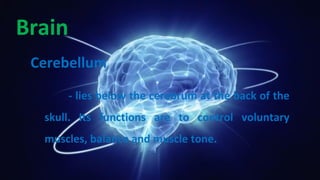 Brain
Cerebellum
- lies below the cerebrum at the back of the
skull. Its functions are to control voluntary
muscles, balance and muscle tone.
 