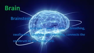 Brain
Brainstem
- controls heart rate, breathing,
swallowing, coughing and vomiting, connects the
cerebrum to the spinal cord.
 