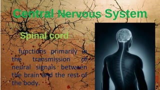 Spinal cord
- functions primarily in
the transmission of
neural signals between
the brain and the rest of
the body.
Central Nervous System
 