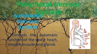 Autonomic
Nervous
System
Peripheral Nervous
System
- controls the automatic
function of the body: heart,
smooth muscle and glands
 