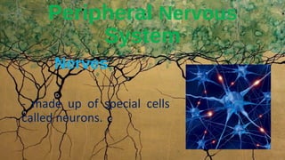 Nerves
Peripheral Nervous
System
- made up of special cells
called neurons.
 