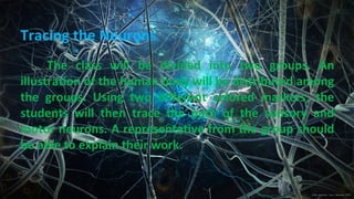 The class will be divided into two groups. An
illustration of the human body will be distributed among
the groups. Using two different colored markers, the
students will then trace the path of the sensory and
motor neurons. A representative from the group should
be able to explain their work.
Tracing the Neurons
 