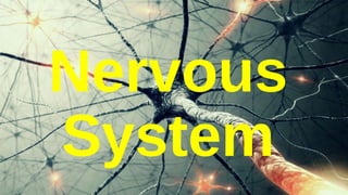 Nervous
System
 