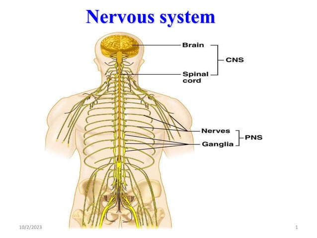 Nervous System Edited Ppt