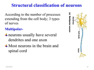 Axon Classifications nervous system edited .ppt