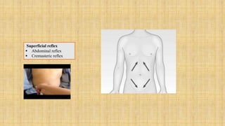 Nervous system examination | PPTX